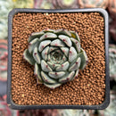 Echeveria 'Redsara' 2" Air Magic Hybrid Succulent Plant