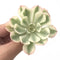Echeveria 'Compton Carousel' Variegated 2" Succulent Plant