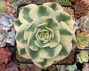 Echeveria 'Compton Carousel' Variegated 3"-4" Succulent Plant