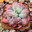 Echeveria 'Linguas' 4"-5" Cutting Succulent Plant