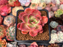 Echeveria 'Silk-Q' 2" Succulent Plant