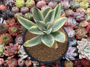 Graptoveria 'Fred Ives' Variegated 4" Succulent Plant