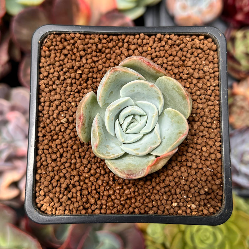 mona lisa succulent Echeveria 'Mona Lisa' 1" Succulent Plant