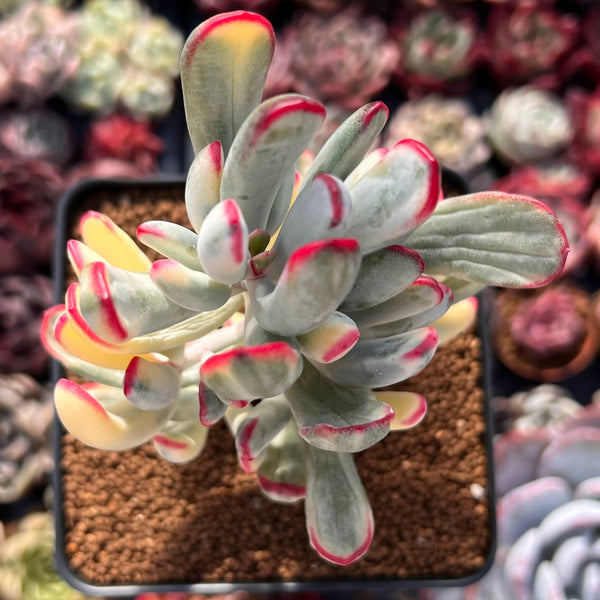 Cotyledon 'Orbiculata' Variegated 3" Succulent Plant