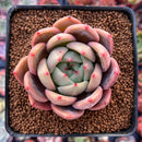 Echeveria 'Sharman' 2"-3" Succulent Plant