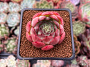 Echeveria 'Melanie' 2" Succulent Plant