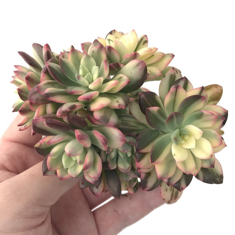 Echeveria 'Minibelle' Variegated Cluster 5" Succulent Plant