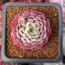 Echeveria 'Charles Rose' 1" Succulent Plant