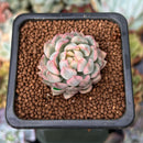 Echeveria 'Mebina' Variegated 1" Succulent Plant