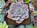 Echeveria 'Grouse' 3" Succulent Plant