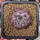 Echeveria 'Jackal' 1" Succulent Plant