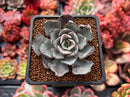 Echeveria 'Strictiflora' 2" Succulent Plant
