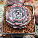 Echeveria 'Francia' 2" Air Magic Hybrid Succulent Plant