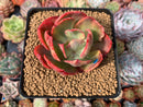 Echeveria 'Kanteli' Variegated 3" Succulent Plant