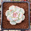 Echeveria 'Icy Green' 1" Powdery Succulent Plant