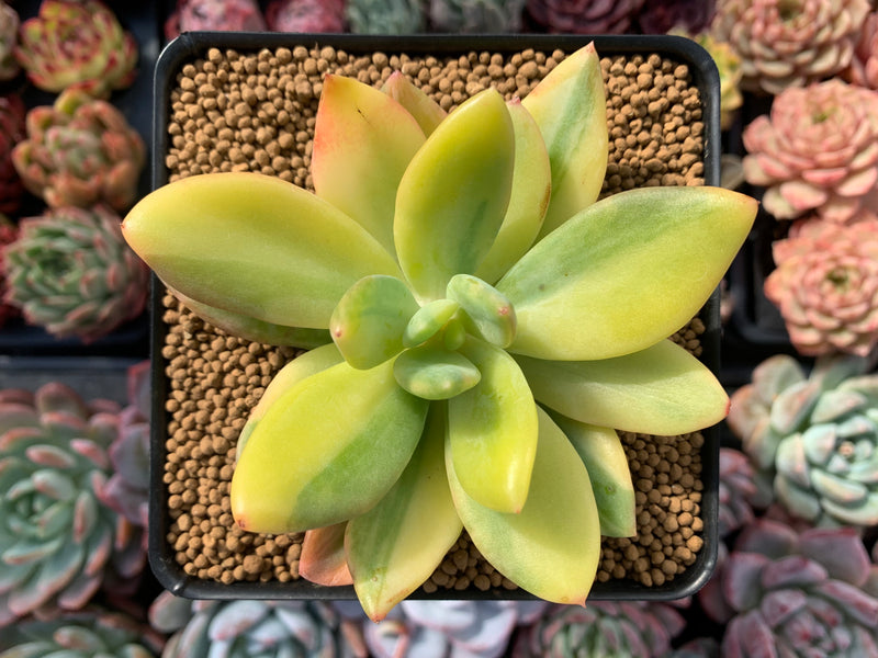 cypress succulent Pachyveria 'Cypress' Variegated 2"-3" Succulent Plant