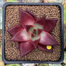 Echeveria Agavoides 'Luming' 3" Succulent Plant