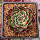 Echeveria Agavoides 'Sarabony' 2" Succulent Plant