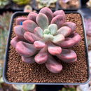 Echeveria 'Polari Heart' 2" Succulent Plant