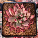 Echeveria Agavoides 'Sirus' 3" Succulent Plant