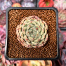 Echeveria 'Herbion' 1"-2" Succulent Plant