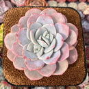Echeveria 'Missing You' 4"-5" Large Succulent Plant