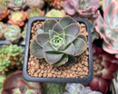 Greenovia 'El Hiero' 1" Succulent Plant