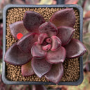 Echeveria Agavoides 'Pine Rose' 2" Succulent Plant