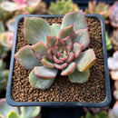 Echeveria 'Miella' Variegated 2" Succulent Plant