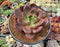 Echeveria 'Pink Champaign' 4"-5" Succulent Plant