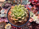 Echeveria Agavoides 'Latale' 4" Succulent Plant