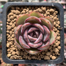 Echeveria sp. 1" Succulent Plant
