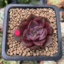 Echeveria 'Mina' 1" Small Succulent Plant