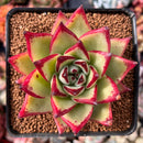 Echeveria Agavoides 'Castro' 4" Succulent Plant