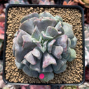 Echeveria 'Cubic Frost' 3" Cutting Succulent Plant