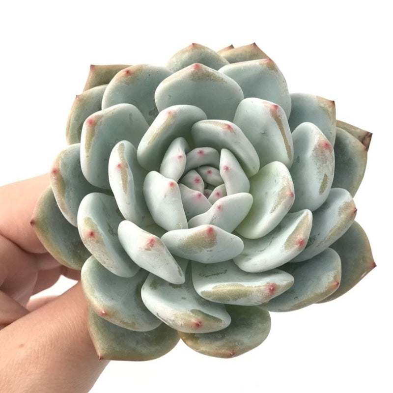 the rarest succulent Echeveria 'Potosina' 3" Rare Succulent Plant – True Succulents Plant Co