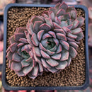 Echeveria 'Pink Stella' 2" Cluster Succulent Plant