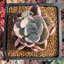 Echeveria 'Beyonce' Variegated 2" Succulent Plant