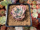 Echeveria 'Holwayi' Variegated 2" Succulent Plant
