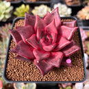 Echeveria Agavoides 'Red Ebony' 3" Succulent Plant