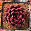 Echeveria Agavoides 'Signature' 2"-3" Succulent Plant