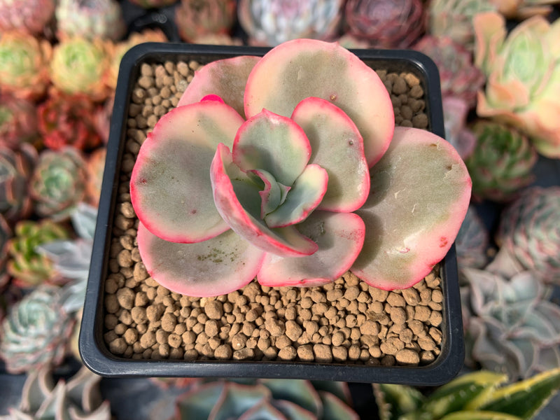 suyeon succulent Echeveria 'Suyeon Frill' Variegated 2" Succulent Plant