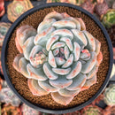 Echeveria 'Orange Monroe' 4" Succulent Plant