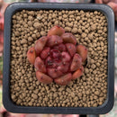 Echeveria Agavoides sp. 1" Small Succulent Plant