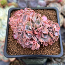 Echeveria 'Florence' Crested 2"-3" Succulent Plant