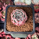 Echeveria 'Morricone' 1" Succulent Plant