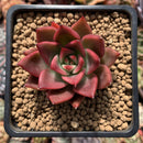 Echeveria Agavoides 'Sharmon' 2" Succulent Plant