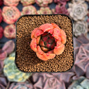 Echeveria Agavoides sp. 1" Succulent Plant