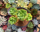 Echeveria 'Peridot' 4" Cluster Succulent Plant