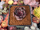 Echeveria 'Chocolate Grace' 1" New Hybrid Succulent Plant